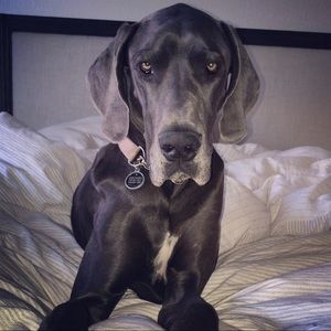 Meet your Posher, Diana